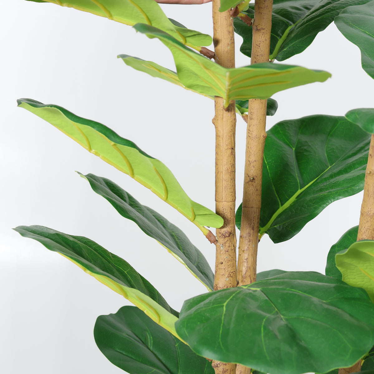 Fiddle leaf fig trunk and leaves close-up