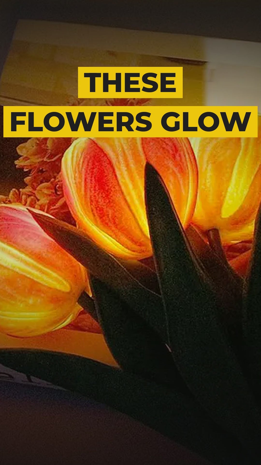 Tulip LED Table Lamp video